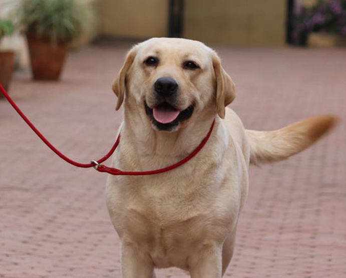 lab dog sale in pune