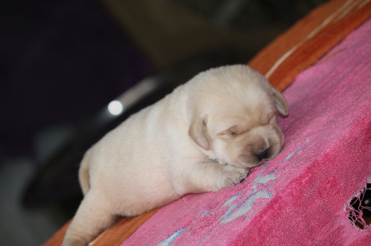 lab dog sale in pune